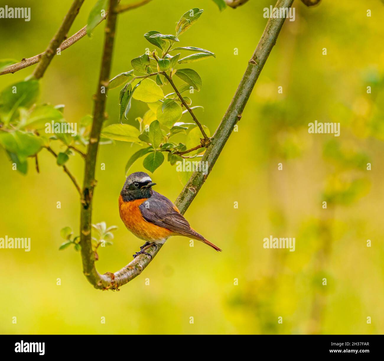 Homme Redstart commun au repos proche de Nest Banque D'Images