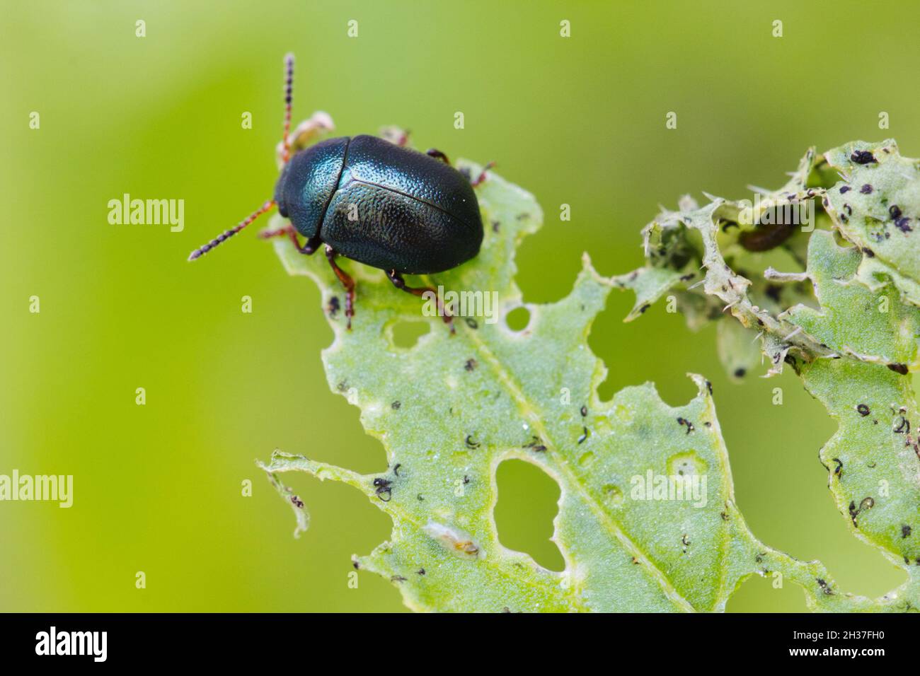 Macro gros plan de l'Ader Flea Beetle (Agelastica alni) manger et détruire un plan Banque D'Images