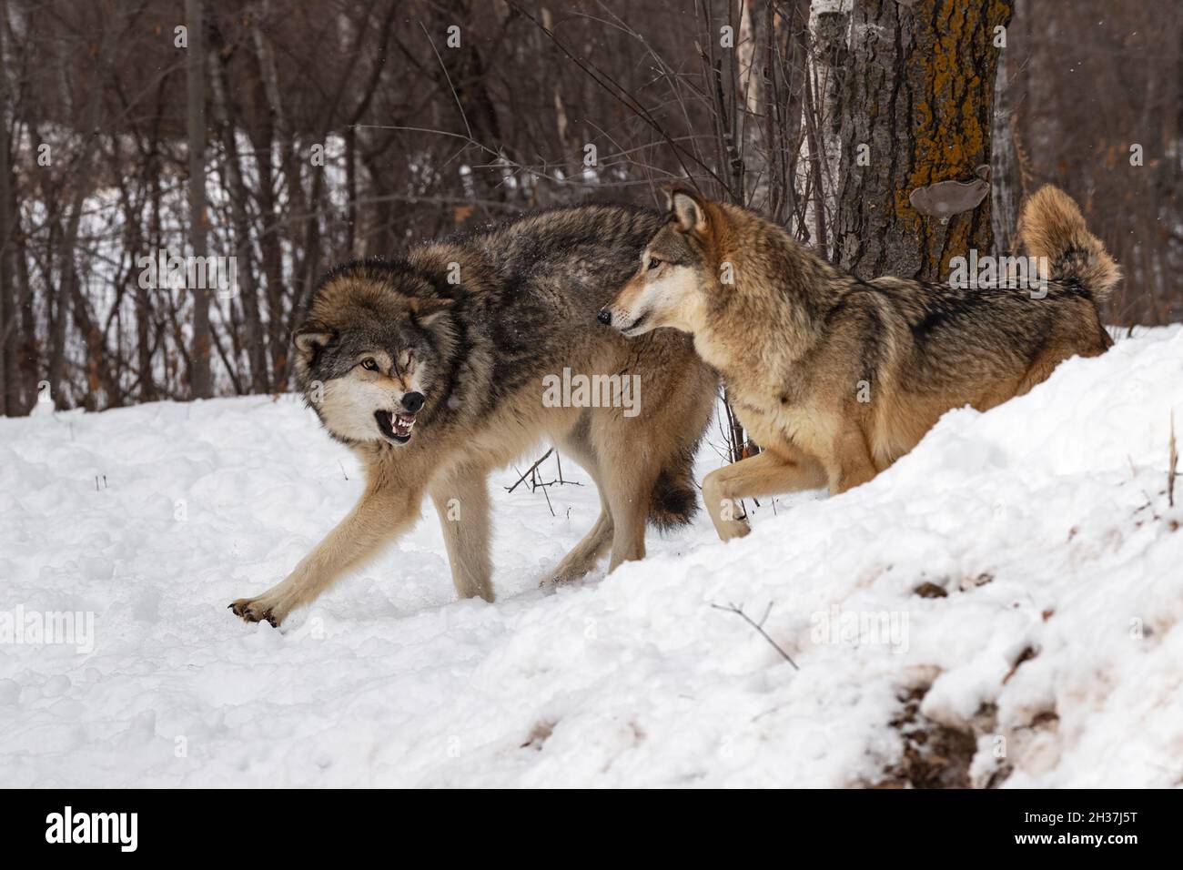 Le loup gris (Canis lupus) snarls à la deuxième invasion Space Winter - animaux captifs Banque D'Images