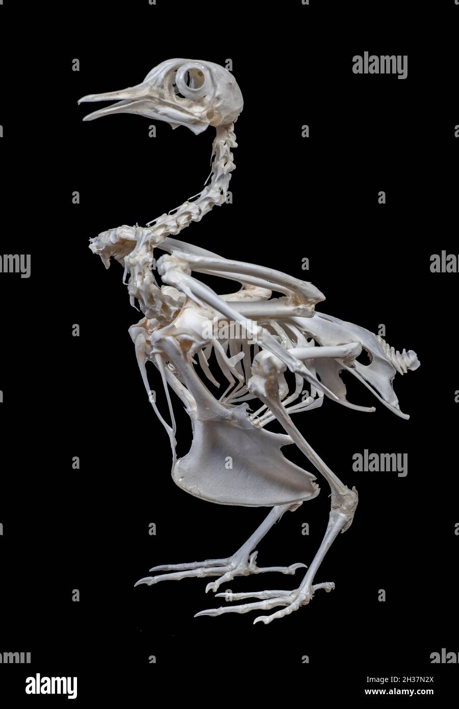 Squelette de Pigeon de roche commune, Columba liva Banque D'Images