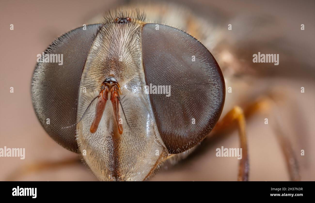 Hoverflies, également appelé mouches de fleurs ou mouches syrphides Banque D'Images