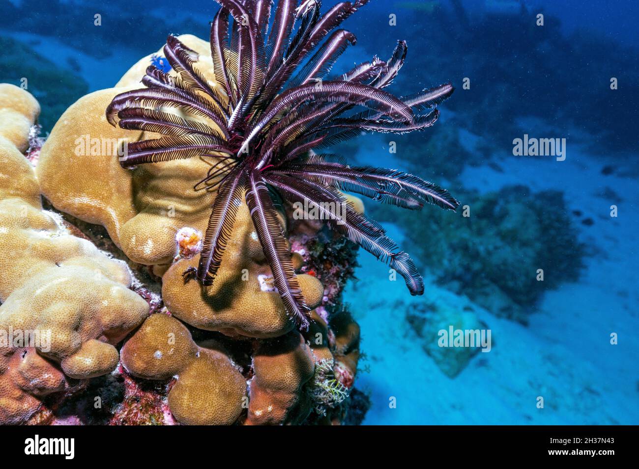 Les crinoïdes sont des animaux marins qui composent la classe CrinoIdea, une des classes du phylum Echinodermata, qui inclut également l'étoile de mer. Banque D'Images