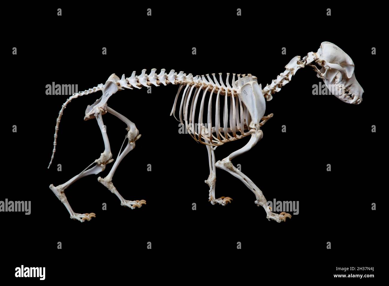 Squelette de chien, Canis familiaris ou Canis lupus familiaris Banque D'Images