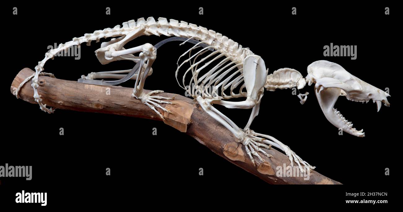 Squelette d'opossum commun, également appelé opossum nord-américain ou Gambá (Didelphis virginiana) Banque D'Images
