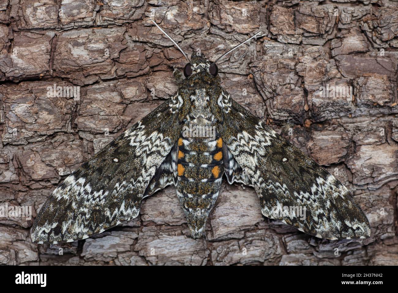 Moth Sphinx rustique, Manduca rustica Banque D'Images