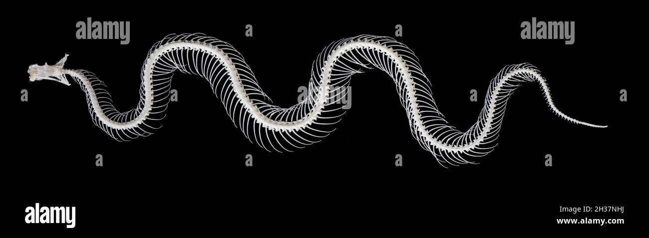 Squelette de serpent Banque D'Images