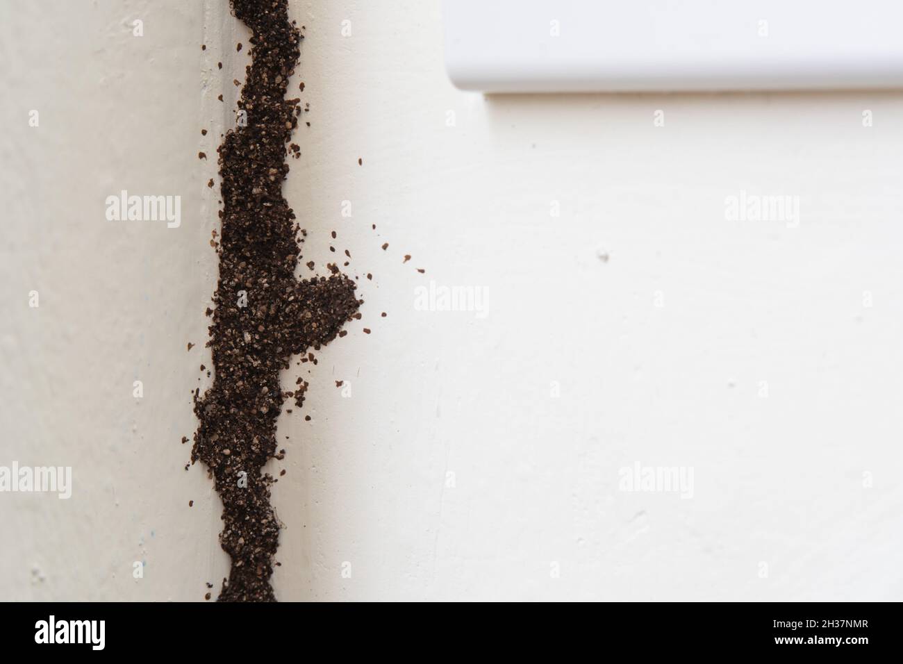 Tube de boue termite sur le mur Banque D'Images