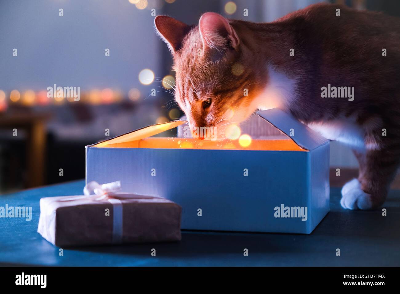 Les rêves de Noël deviennent réalité, boîte cadeau avec des étincelles et de la poussière magique, miracle à la maison.Cat déballer le nouvel an présent, en regardant la boîte ouverte la nuit Banque D'Images