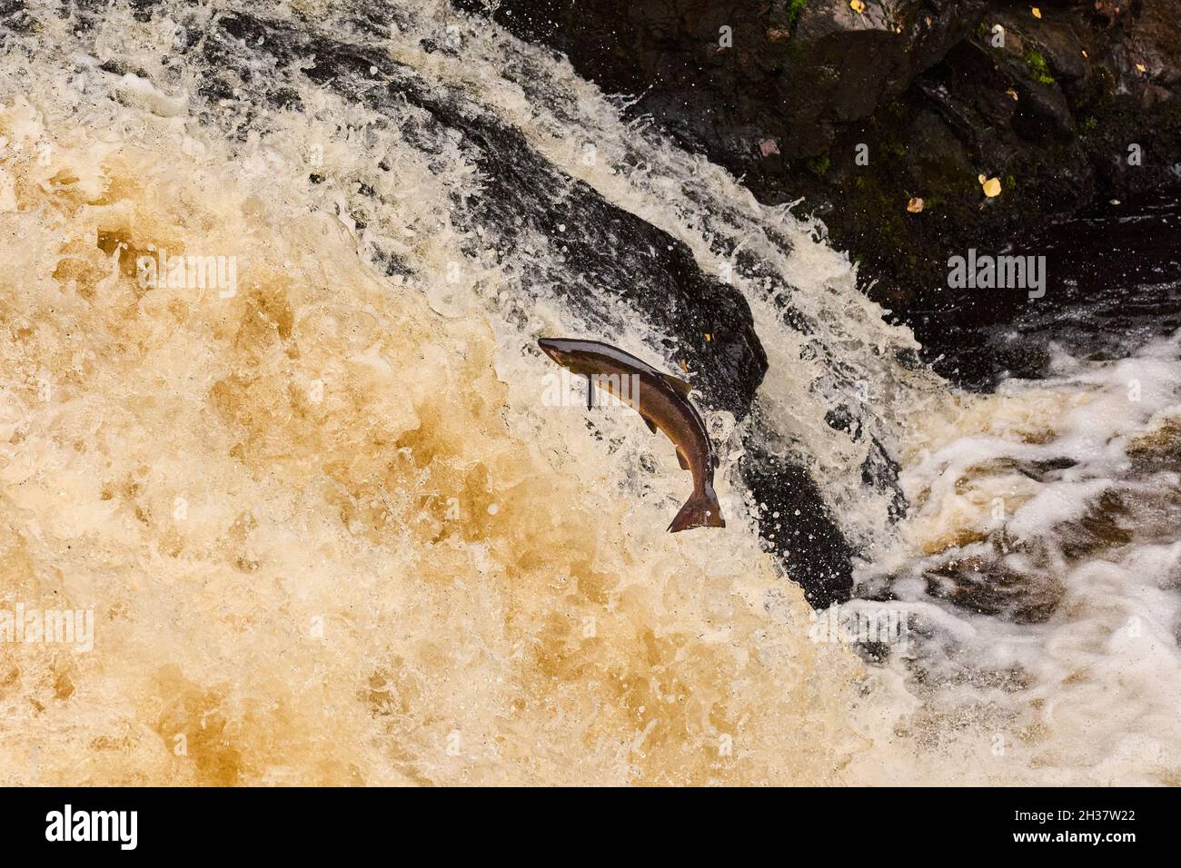 Saumon sauvage saute en amont dans les Highlands écossais. Banque D'Images