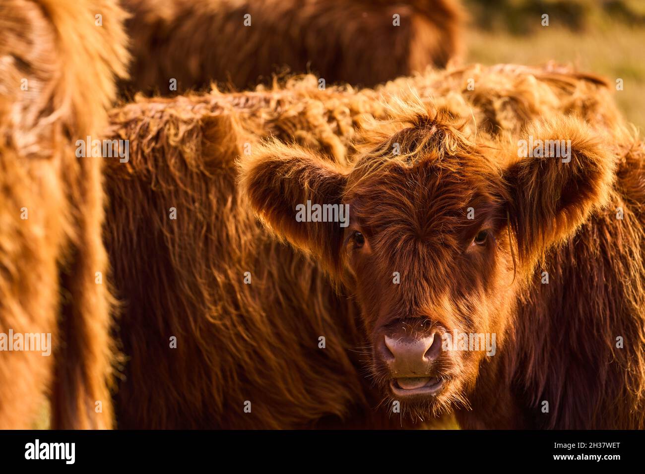 Bétail des Highlands dans les Highlands écossais. Banque D'Images