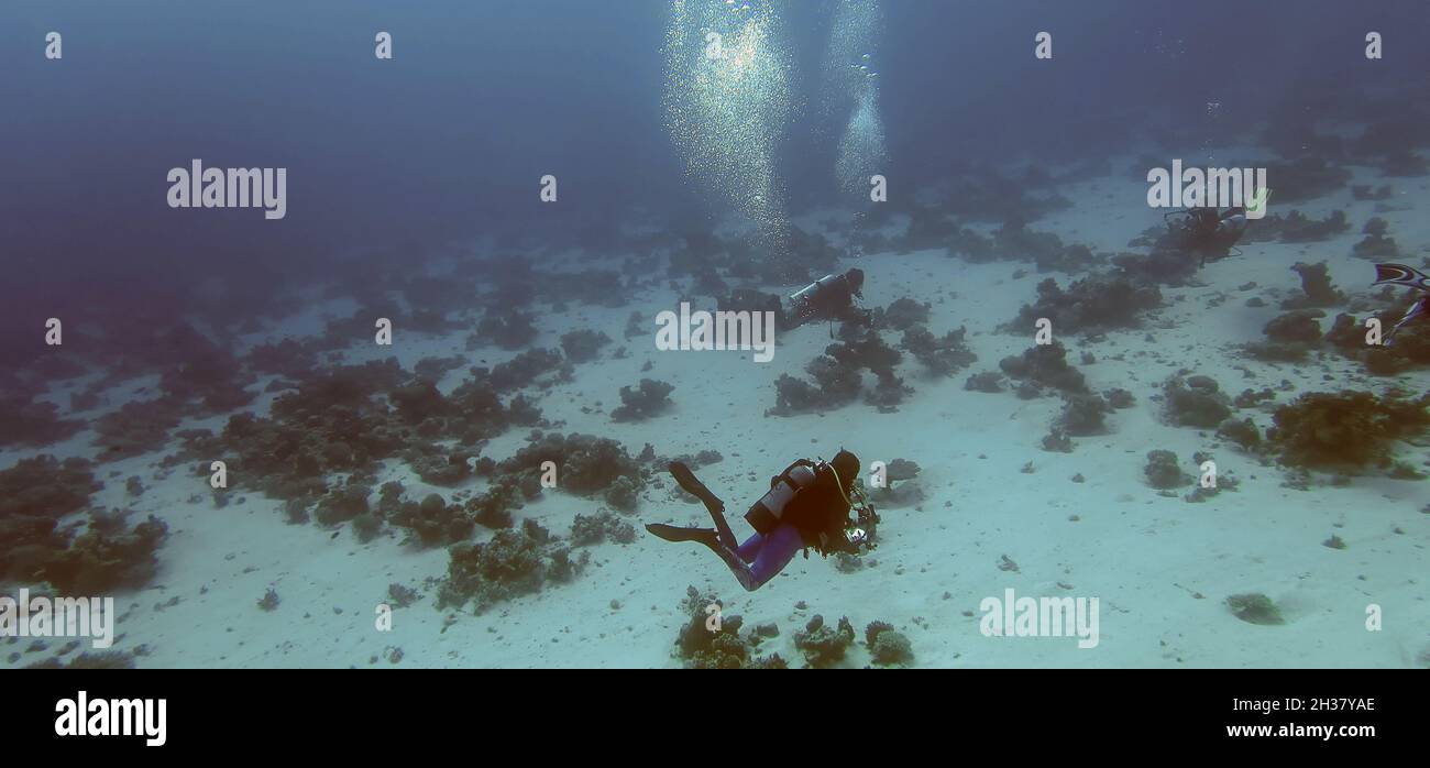 Plongeurs explorant le monde sous-marin de la mer Rouge en Égypte Banque D'Images