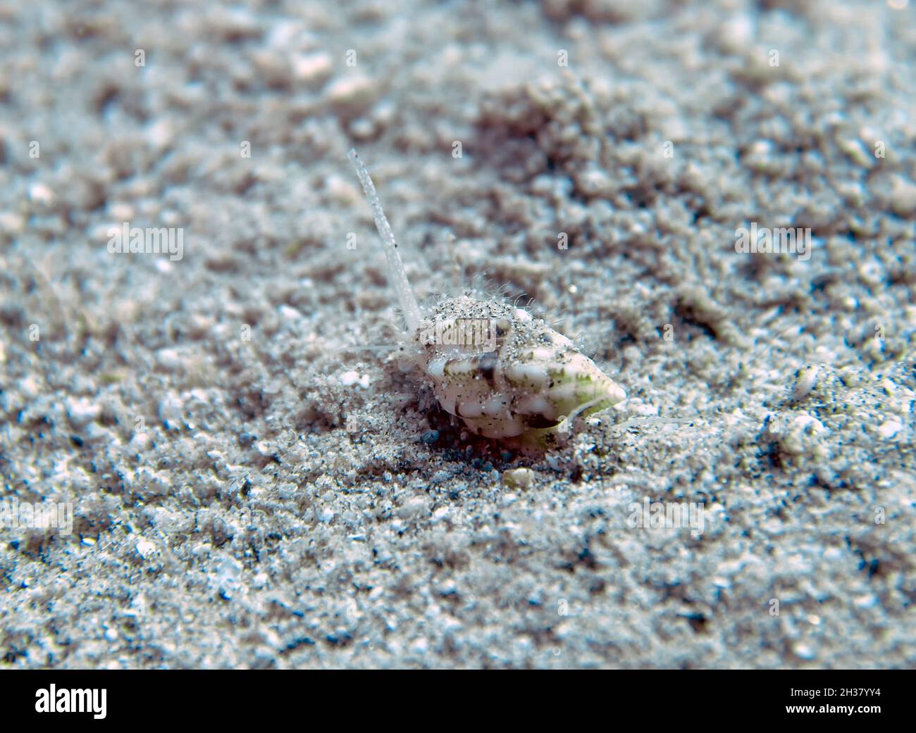 Un escargot de boue (Nassarius gemmulatus) dans la mer Rouge, Égypte Banque D'Images