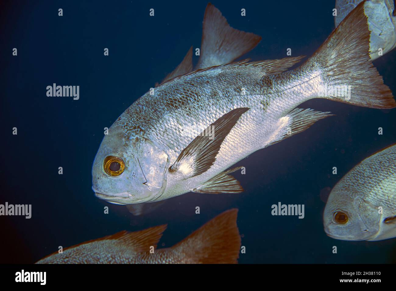 Une école de Black and White Snapper (Macolor niger) dans la Mer Rouge, Egypte Banque D'Images