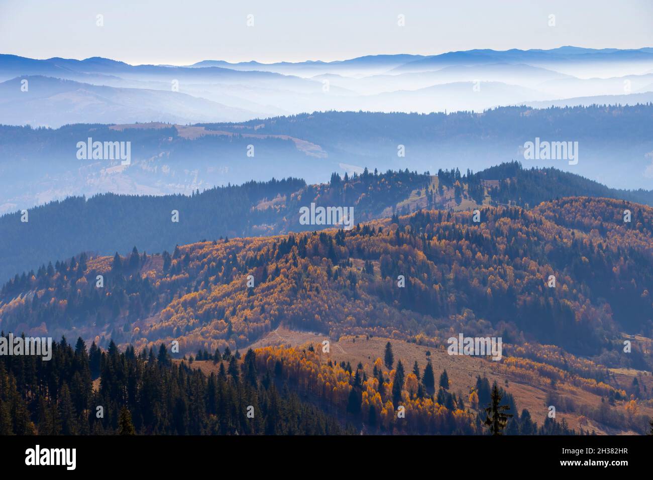 forêt en paysage d'automne.Les Carpates roumains Banque D'Images