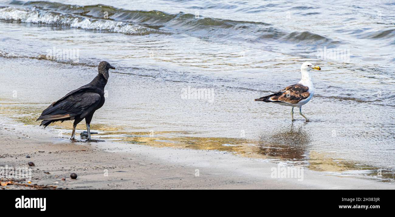 La Vulture Noire tropicale Coragyps atratus brasiliensis et un moulus sur le sable de la plage de Botafogo à Rio de Janeiro au Brésil. Banque D'Images