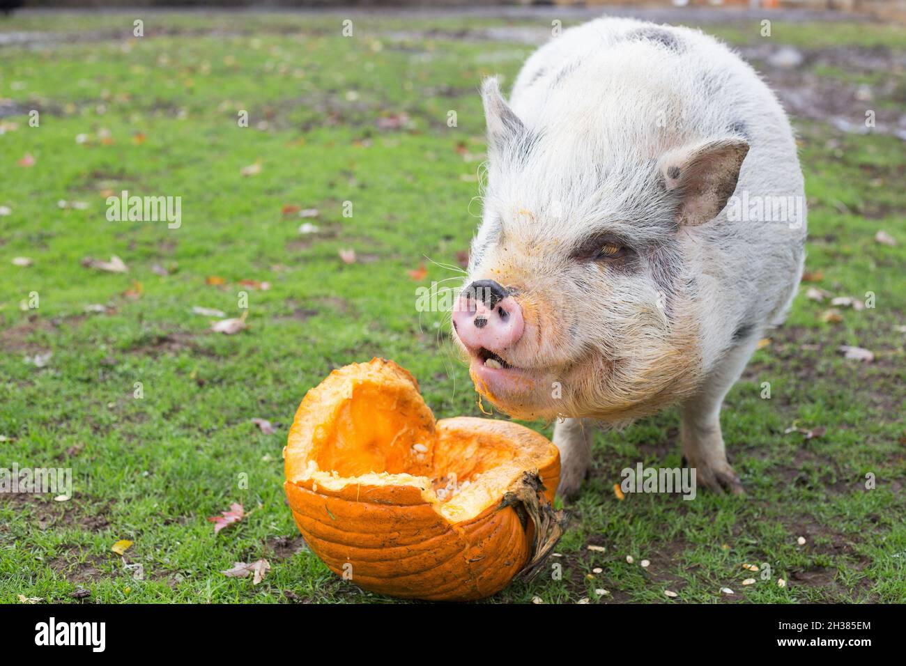 Un cochon heureux en train de manger une citrouille. Banque D'Images