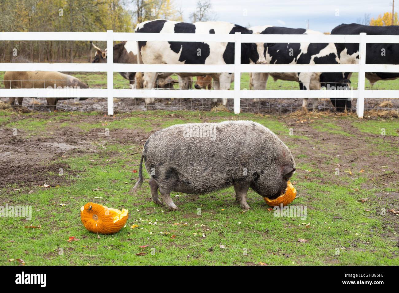 Un cochon mangeant une citrouille, avec des vaches en arrière-plan, dans un sanctuaire d'animaux de ferme. Banque D'Images