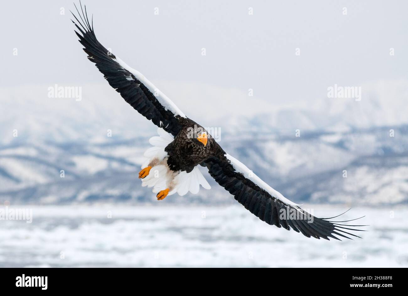 Asie ; Japon ; Hokkaido ; Mer d'Okhotsk ; hiver ;Faune; oiseau; oiseau de proie; aigle de mer de Steller (Haliaeetus pelagicus); Banque D'Images