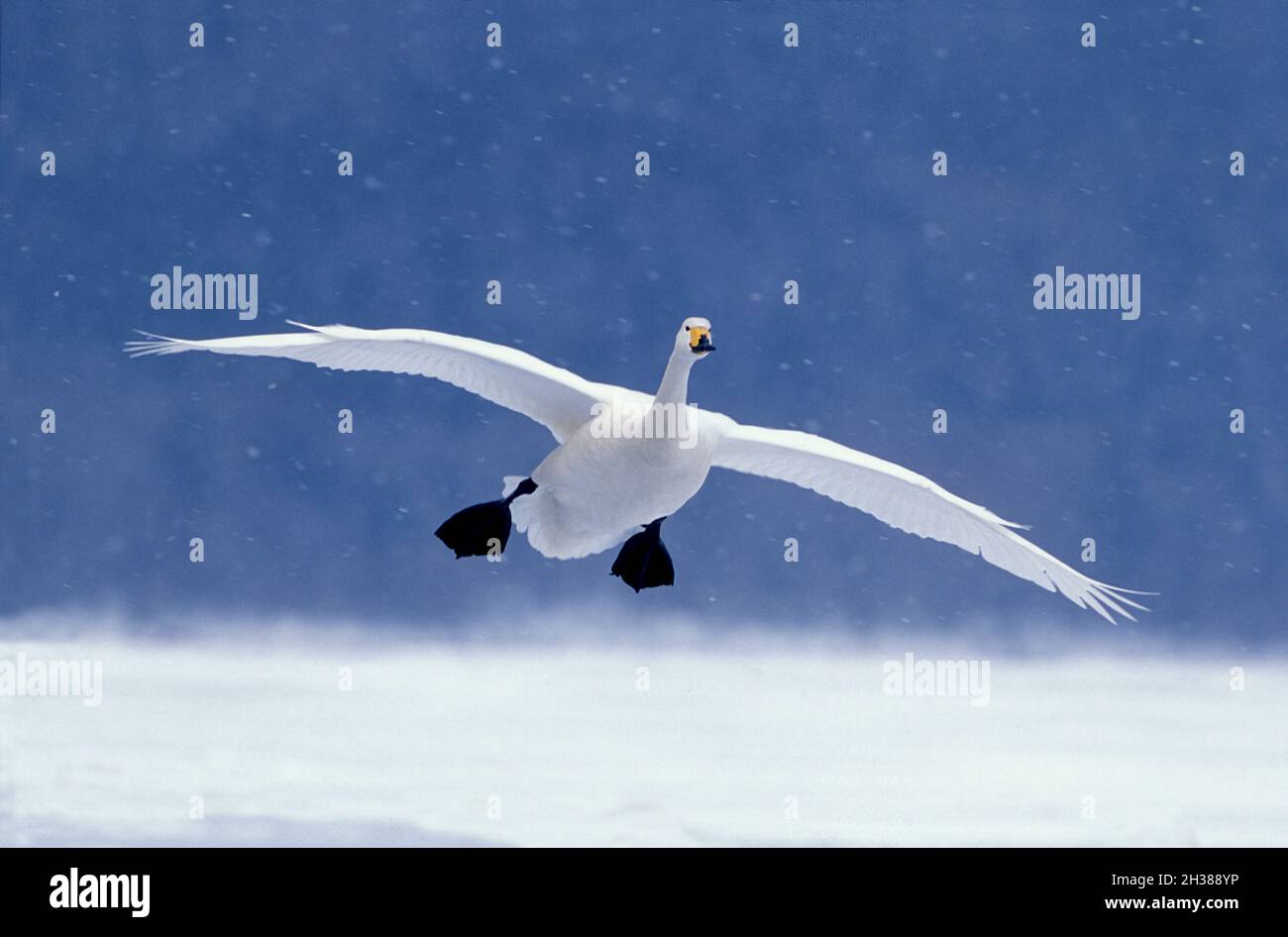 Whooper Swan, Cygnus cygnus, Lac Kussharo, Parc national d'Akan, île Hokkaido,Japon.Envergure 225 cm. Banque D'Images