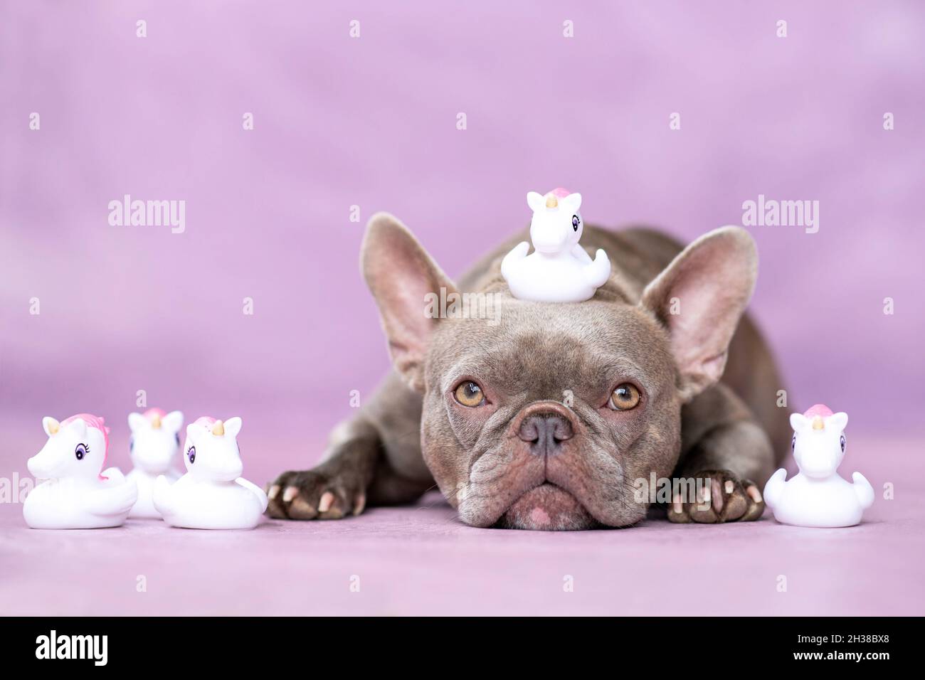 Chien Bulldog français avec de jolis jouets en caoutchouc licorne de canard sur la tête devant le fond violet Banque D'Images
