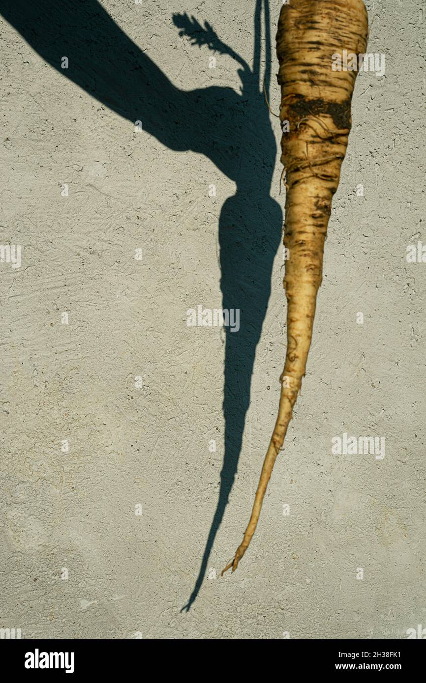 Parsnip et ombre sur fond gris, jardinage et concept de saine alimentation Banque D'Images