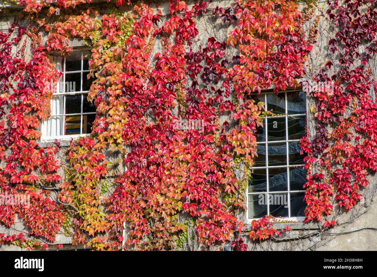 Virginia rampante en automne sur le mur du Malham Tarn Field Centre, Yorkshire Dales, Royaume-Uni Banque D'Images