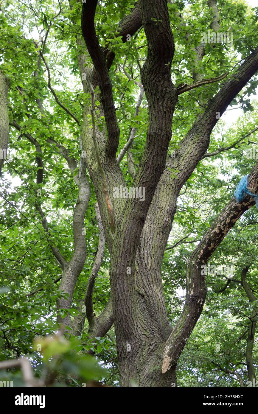 Portrait d'arbre, vue à pied sur la campagne de Summertime, grands arbres et verdure, bois, tronc d'arbre, nature, nature sauvage, Feuilles, écorce d'arbre Banque D'Images