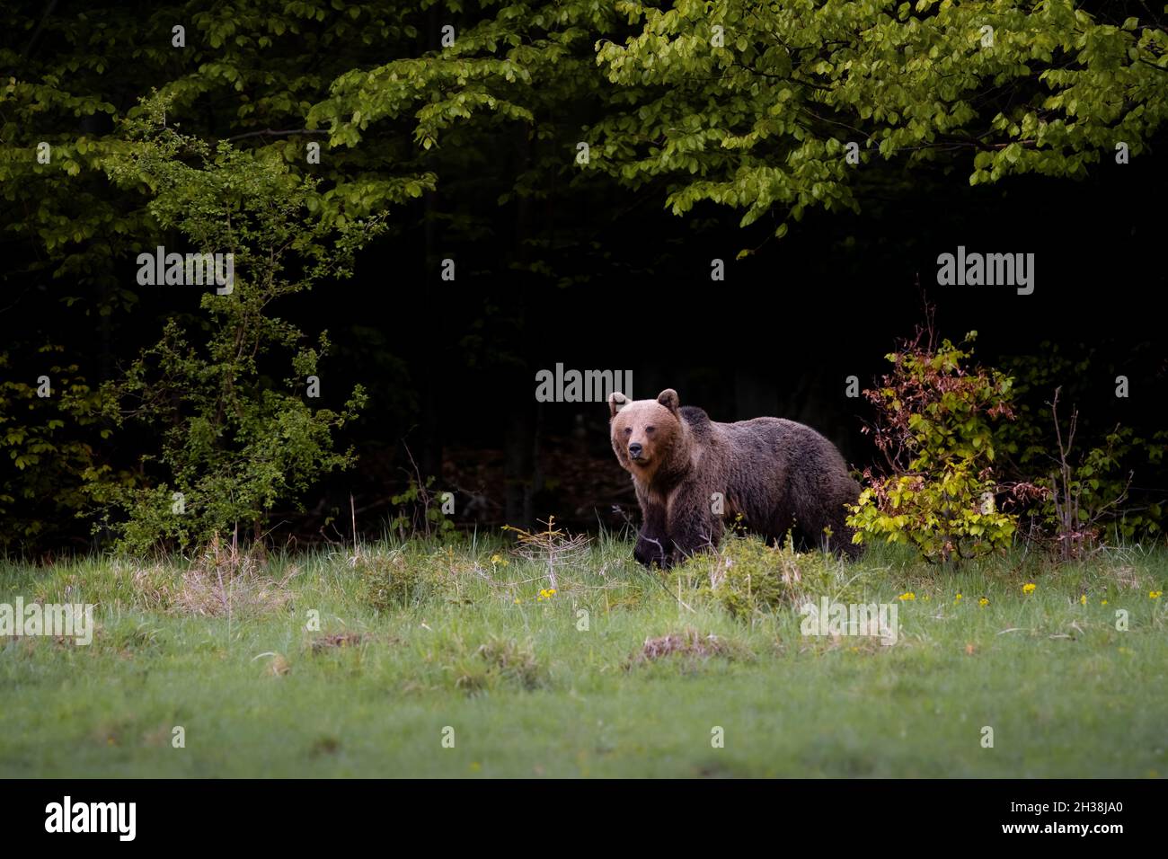 Ours brun très proche dans la nature sauvage pendant la rut, nature colorée près de la forêt, sauvage Slovaquie, utile pour les magazines et les papiers Banque D'Images