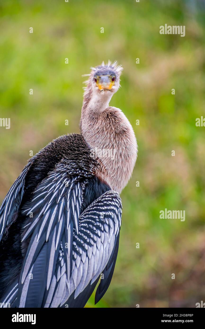 Une femelle Anhinga dans le parc national des Everglades, en Floride Banque D'Images Une femelle Anhinga dans le parc national des Everglades, en Floride Banque D'Images