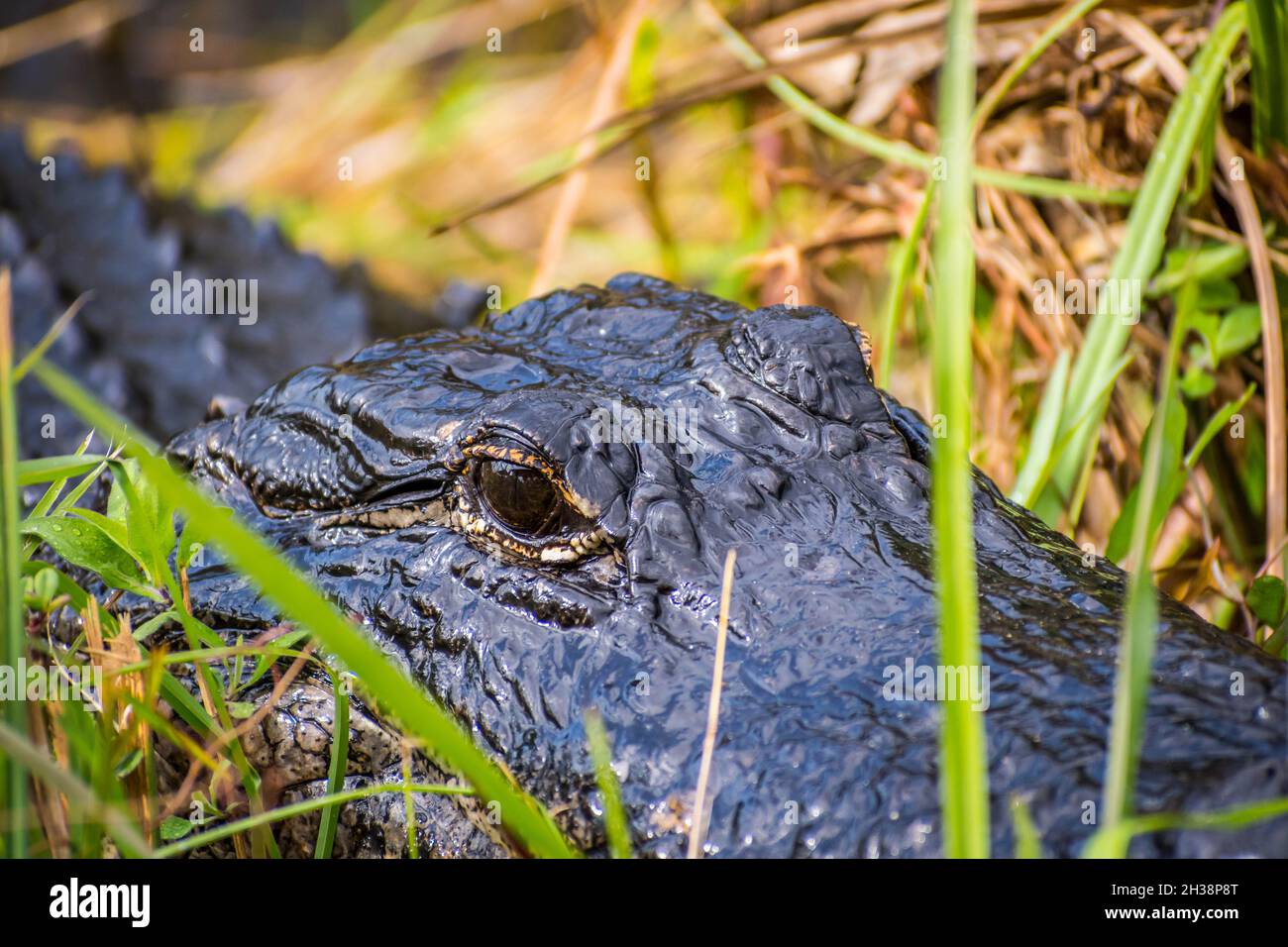 Un grand Alligator dans le parc national des Everglades, en Floride Banque D'Images