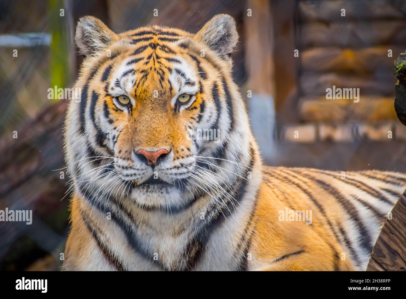 Un noir rayures transversales Siberian Tiger in Jacksonville, Floride Banque D'Images