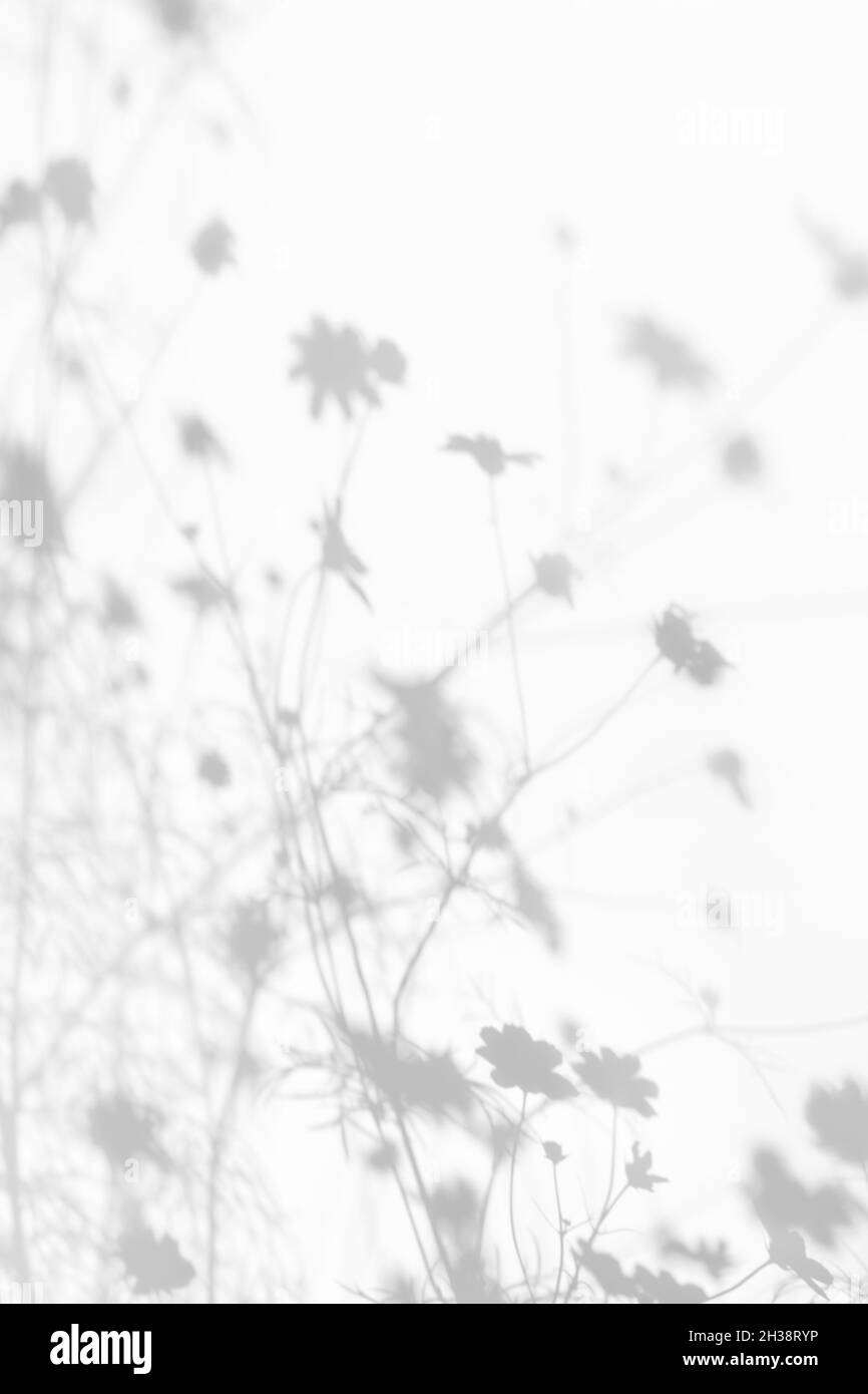 Effets de superposition d'ombres pour le marquage.Maquettes.Scènes d'éclairage naturel.Gris clair ombres d'herbe et fleurs sur un mur blanc.Bannière avec espace de copie Banque D'Images