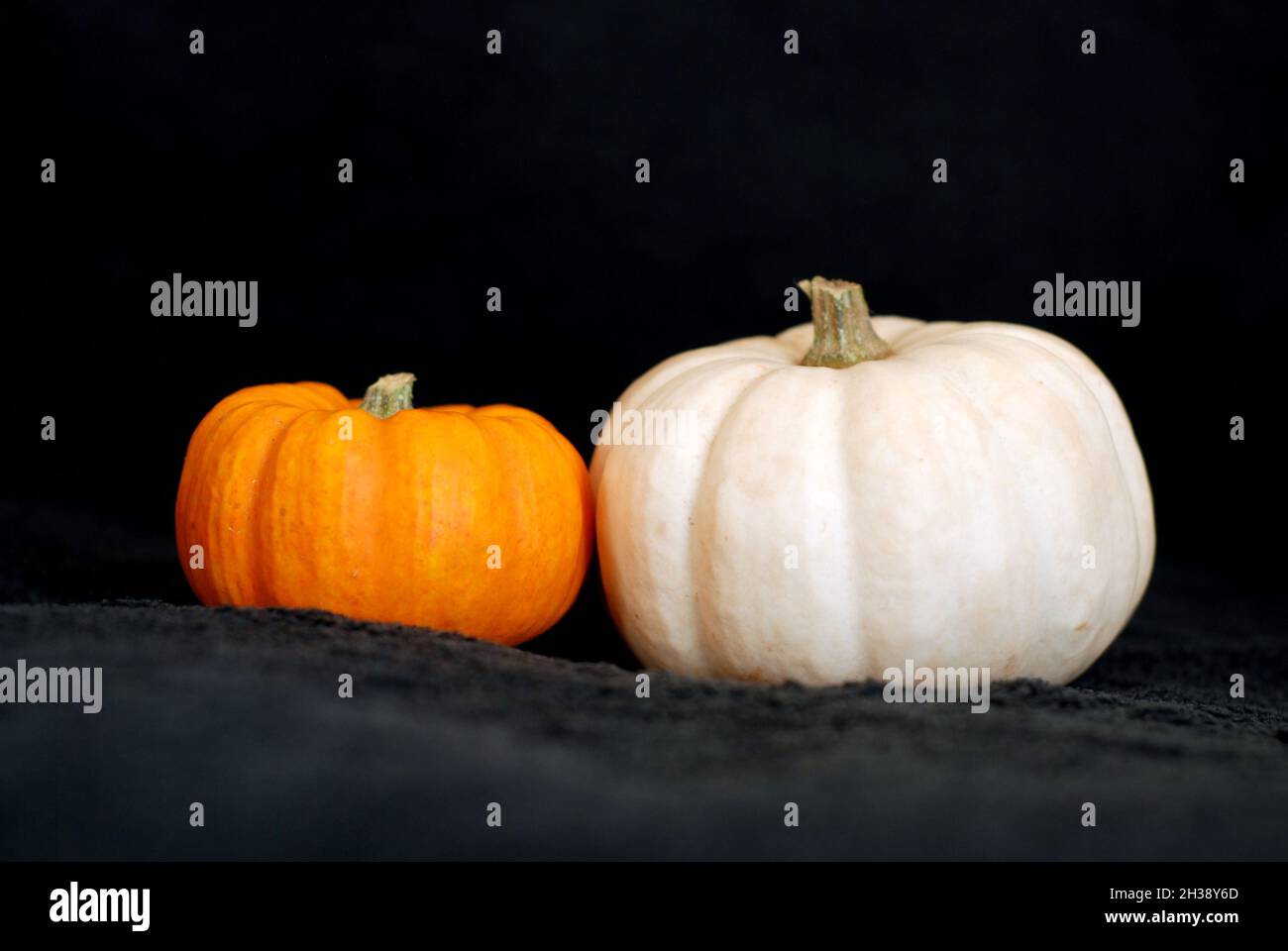 Deux petits citrouilles - citrouille d'orange munchkin et petite citrouille blanche à côté l'une de l'autre sur fond noir. Banque D'Images