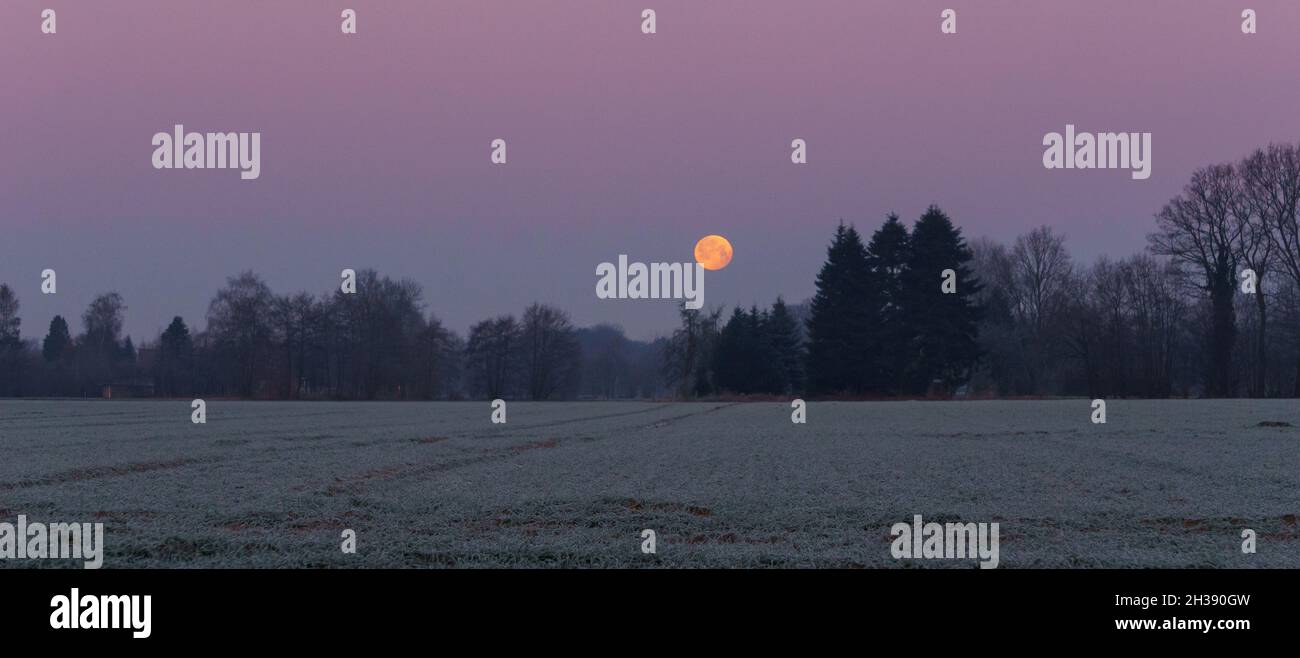 Belle pleine lune se pose sur le champ froid avec du givre sur un ciel rose du matin, Muensterland, Allemagne Banque D'Images