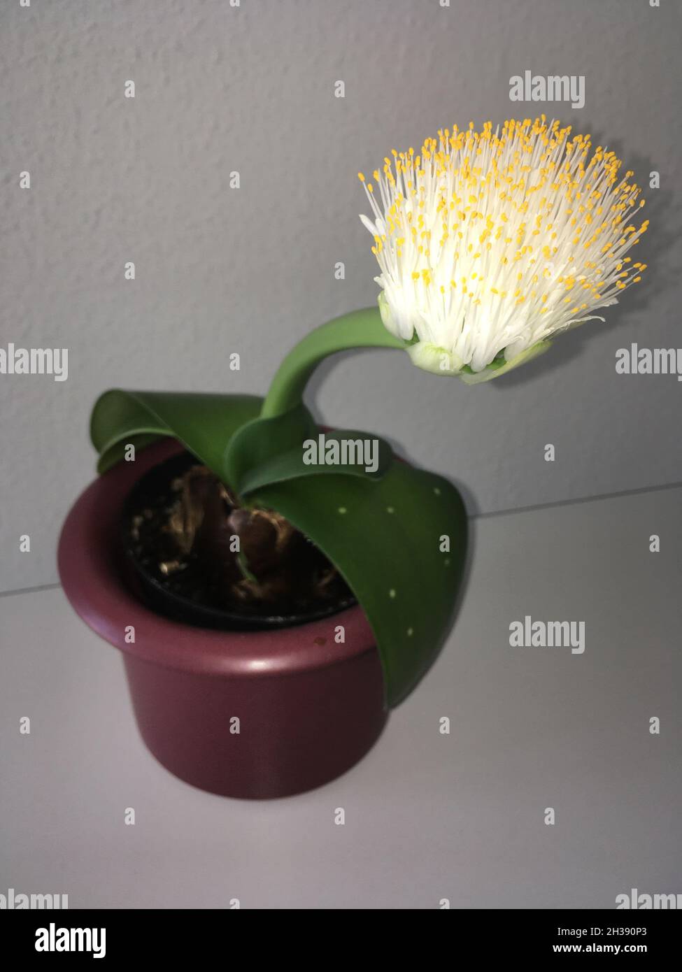 Elefantenohr Haemanthus albiflos Pflanze Banque D'Images