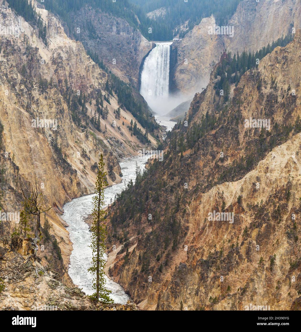 Magnifiques chutes basses du Grand Canyon du parc national de Yellowstone, Wyoming Banque D'Images