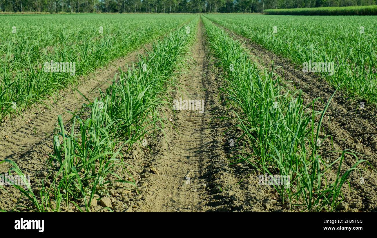 Terres agricoles près de Mirani, Queensland Banque D'Images