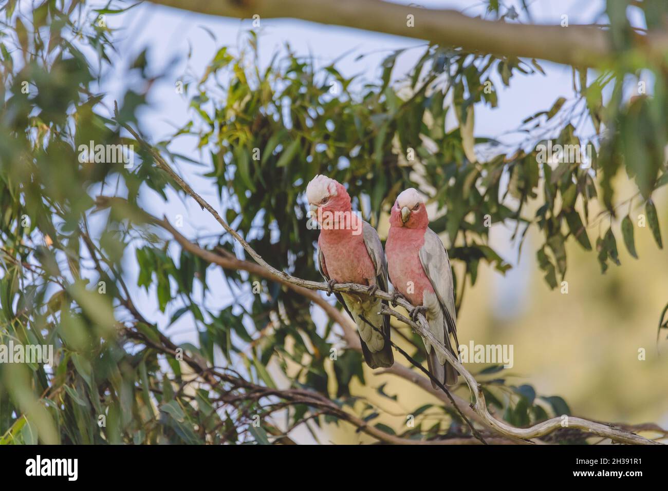 Deux Cockatoo de Galah gris rose prêtant dans un arbre Banque D'Images