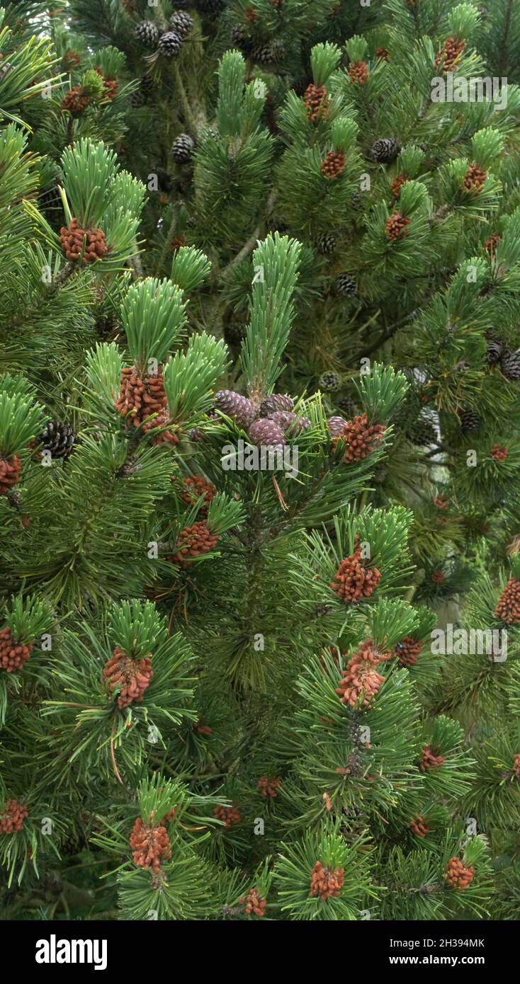 Pin sylvestre, Pinus sylvestris Banque D'Images