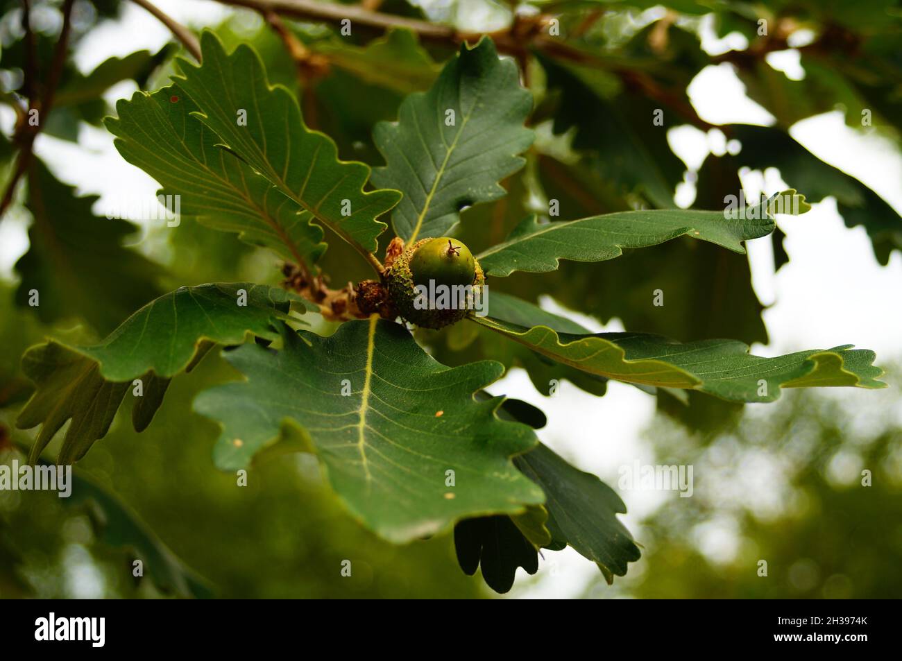 Feuilles et fruits de chêne perse. Banque D'Images