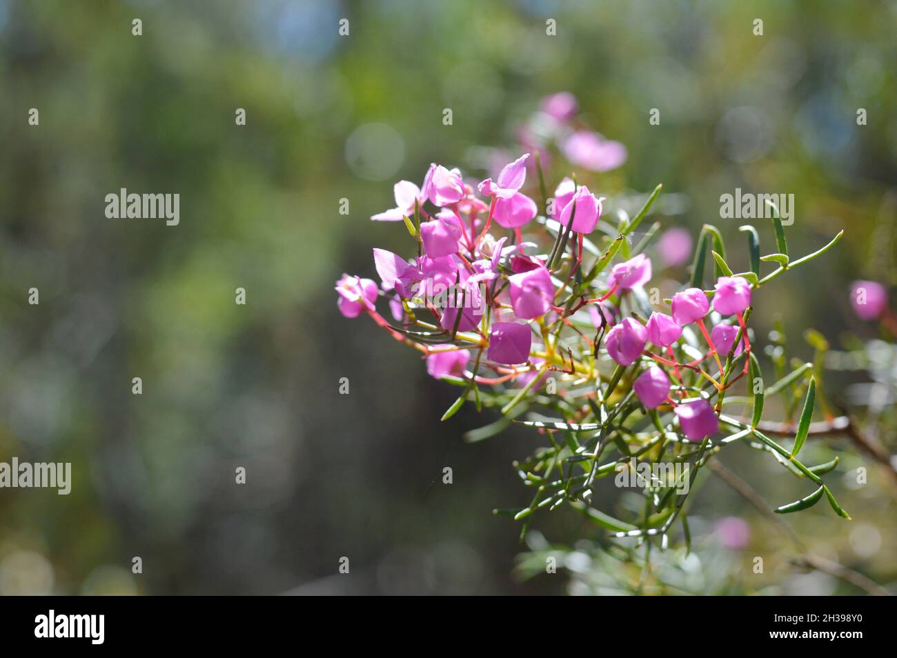 Boronia Flower originaire d'Australie sur une branche horizontale Banque D'Images
