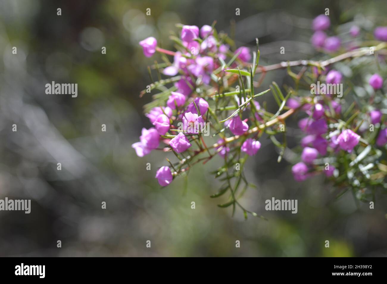 Boronia Flower originaire d'Australie sur une branche horizontale Banque D'Images