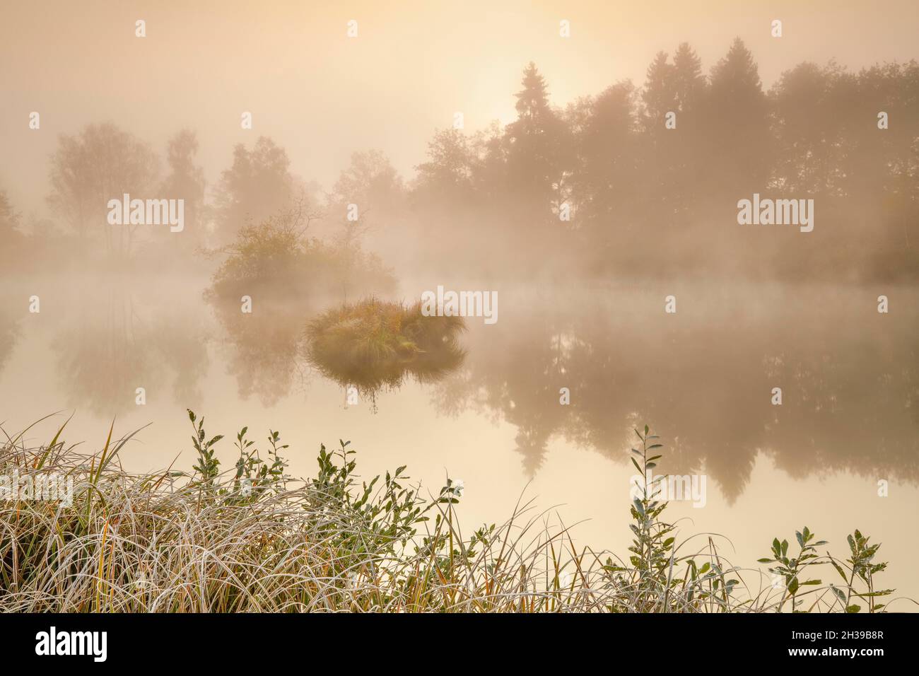 Ambiance matinale automnale à un étang dans la réserve naturelle Wildert à Illnau, le givre couvre la végétation au premier plan ainsi que sur les îles et Banque D'Images