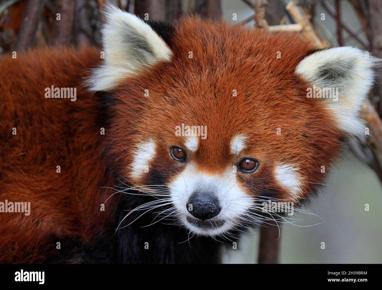 Portrait Red Panda, gros plan Banque D'Images