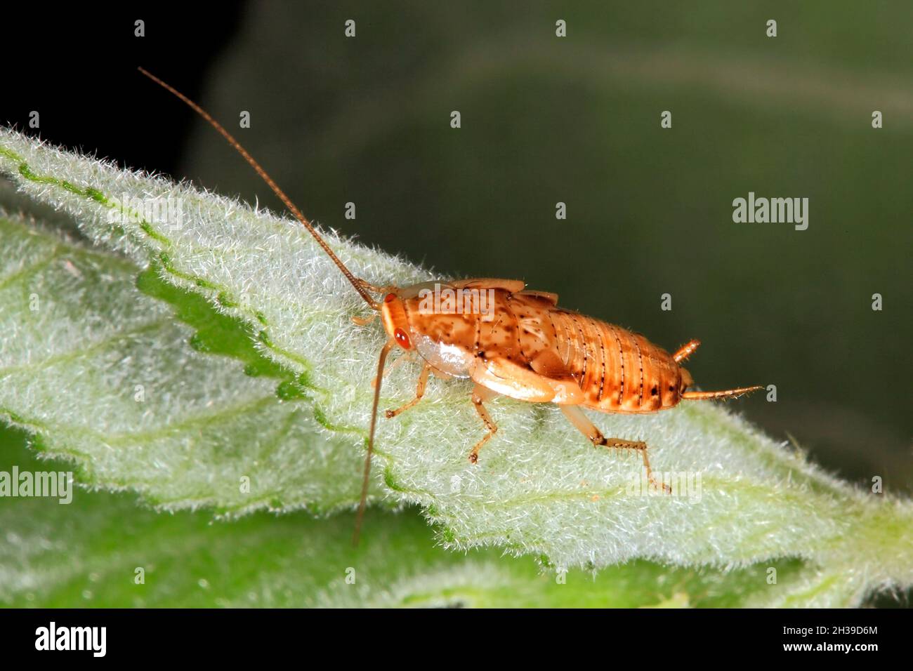 Balta Cockroach, ou Cockroach de brousse, Balta sp.Adulte.Coffs Harbour, Nouvelle-Galles du Sud, Australie Banque D'Images