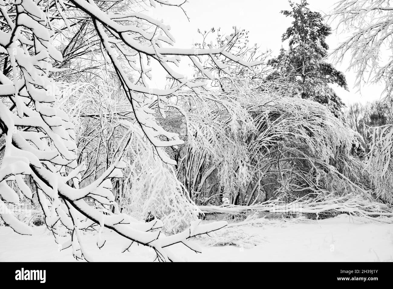 Paysage d'hiver.Belle forêt d'hiver dans la neige.Photo noir et blanc. Banque D'Images