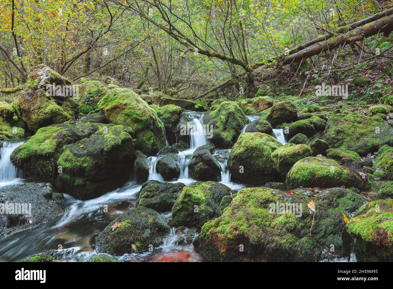rivière de la forêt Banque D'Images