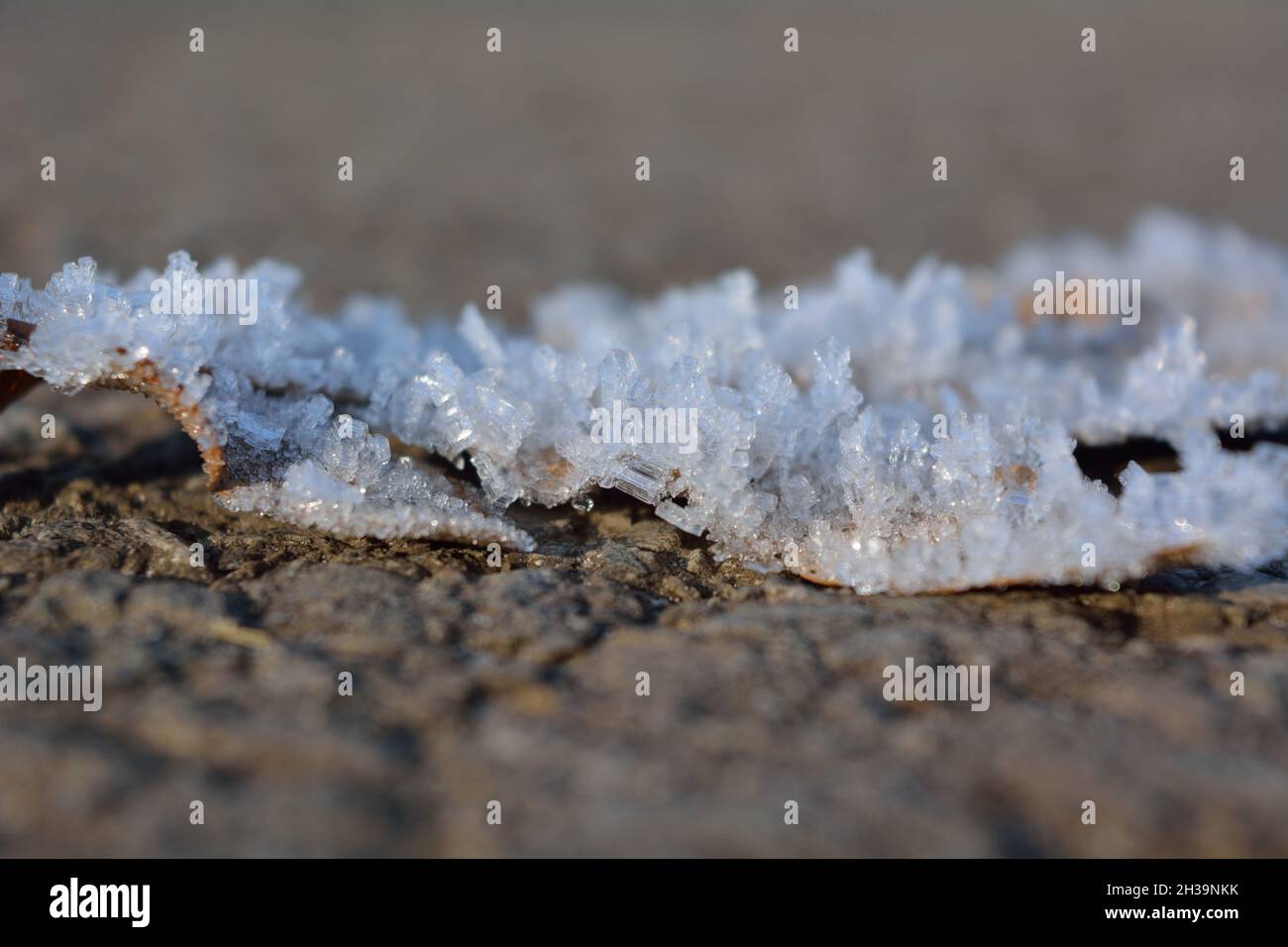 Cristaux de glace sur la feuille II Banque D'Images