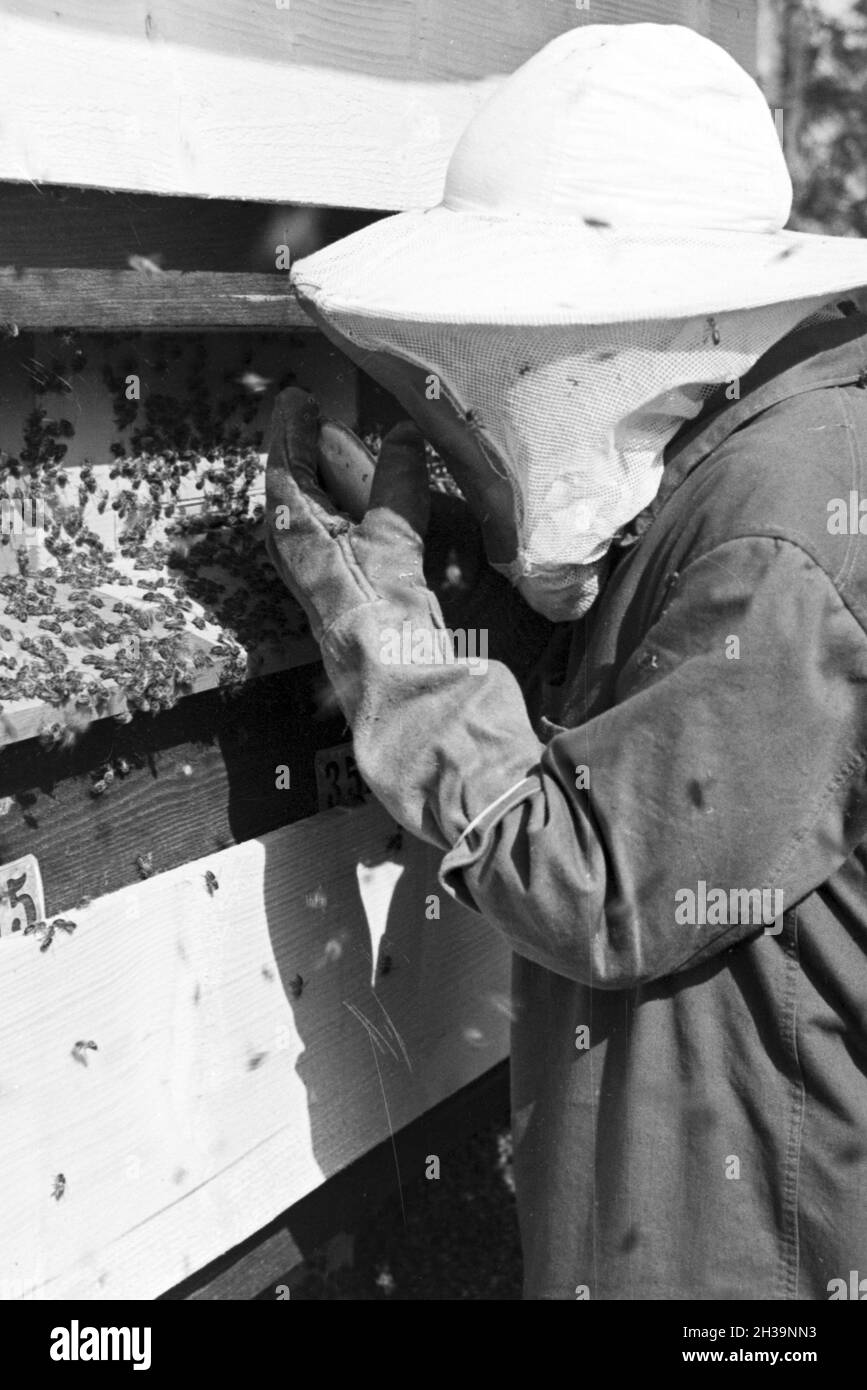 Gewinnung von Bienengift Pharmafirma bei der Mack à Illertissen, Deutschland 1930 er Jahre. L'extraction de venin d'abeille à Mack pharmceutical company à Illertissen, Allemagne 1930. Banque D'Images