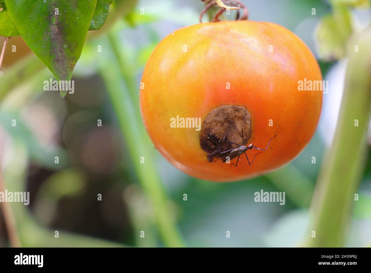 Tomate ravageur Banque de photographies et d’images à haute résolution Alamy